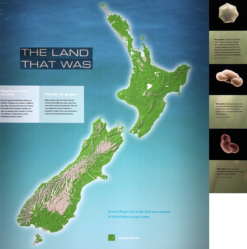 Wald in Neuseeland 1